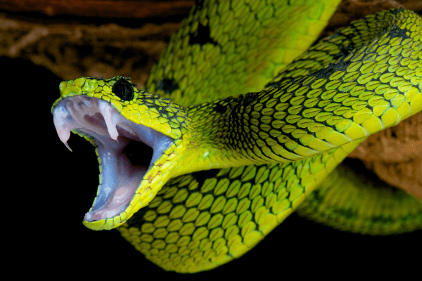 SONHAR COM COBRA